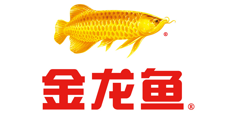 金龍魚怎么樣